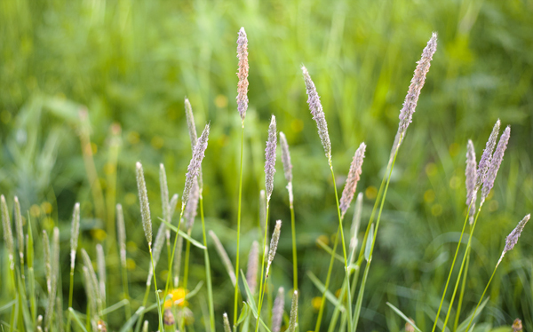 vildblommor_small